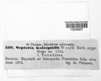 Septoria galeopsidis image